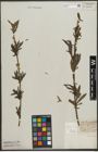 Foto von Salix purpurea L.